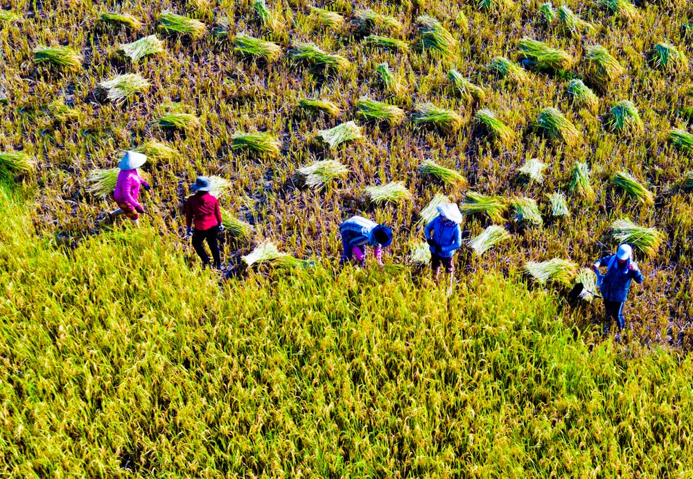 Mê mẩn mùa vàng nơi rẻo cao Quảng Ngãi - ảnh 3