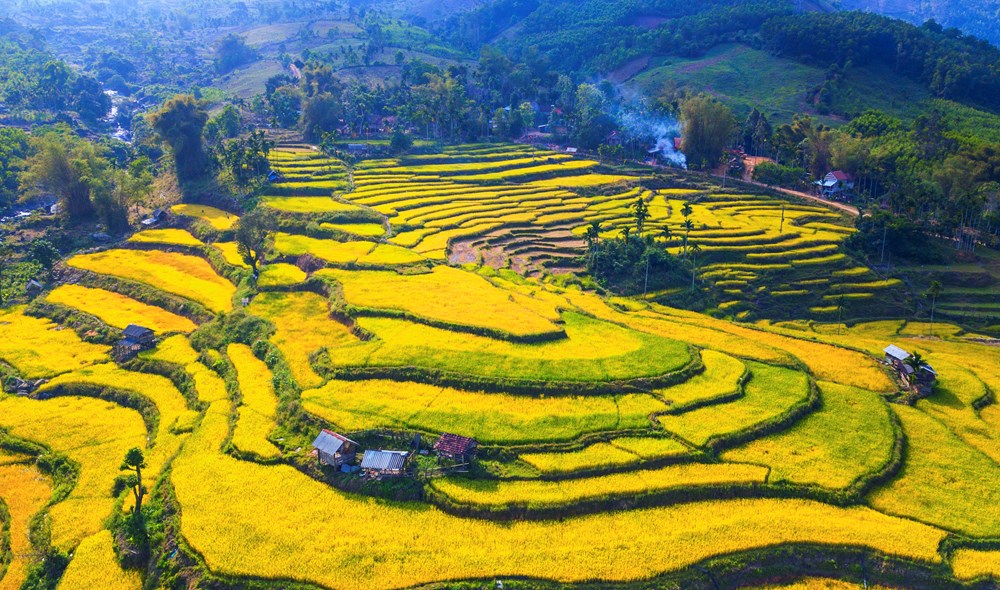 Mê mẩn mùa vàng nơi rẻo cao Quảng Ngãi - ảnh 6