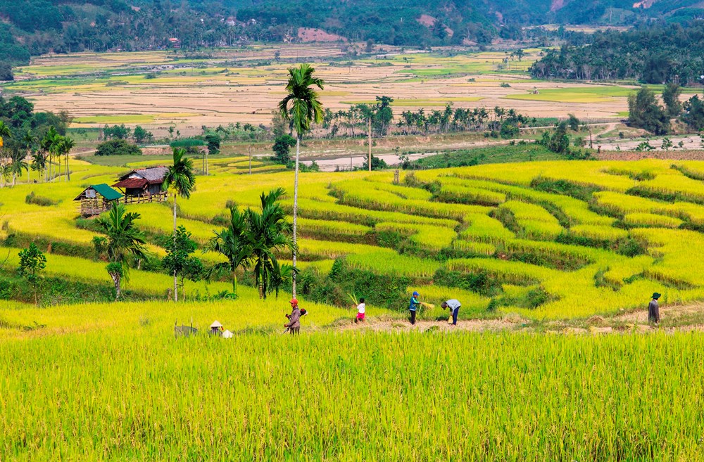 Mê mẩn mùa vàng nơi rẻo cao Quảng Ngãi - ảnh 2