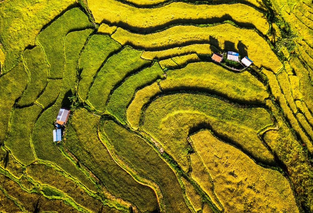 Mê mẩn mùa vàng nơi rẻo cao Quảng Ngãi - ảnh 5