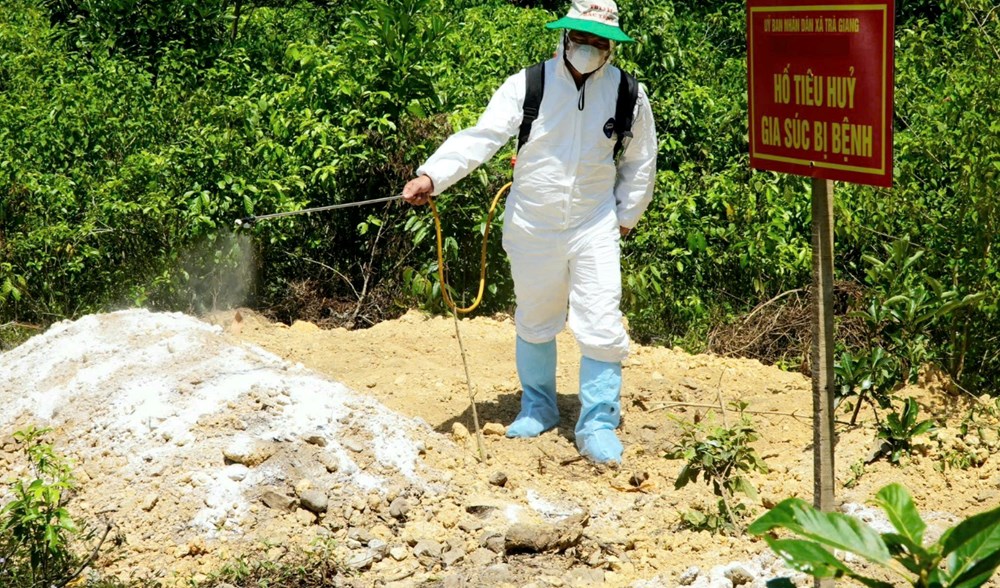 Quảng Ngãi tiêu hủy gần 3 nghìn con lợn mắc bệnh dịch tả lợn châu Phi - ảnh 2