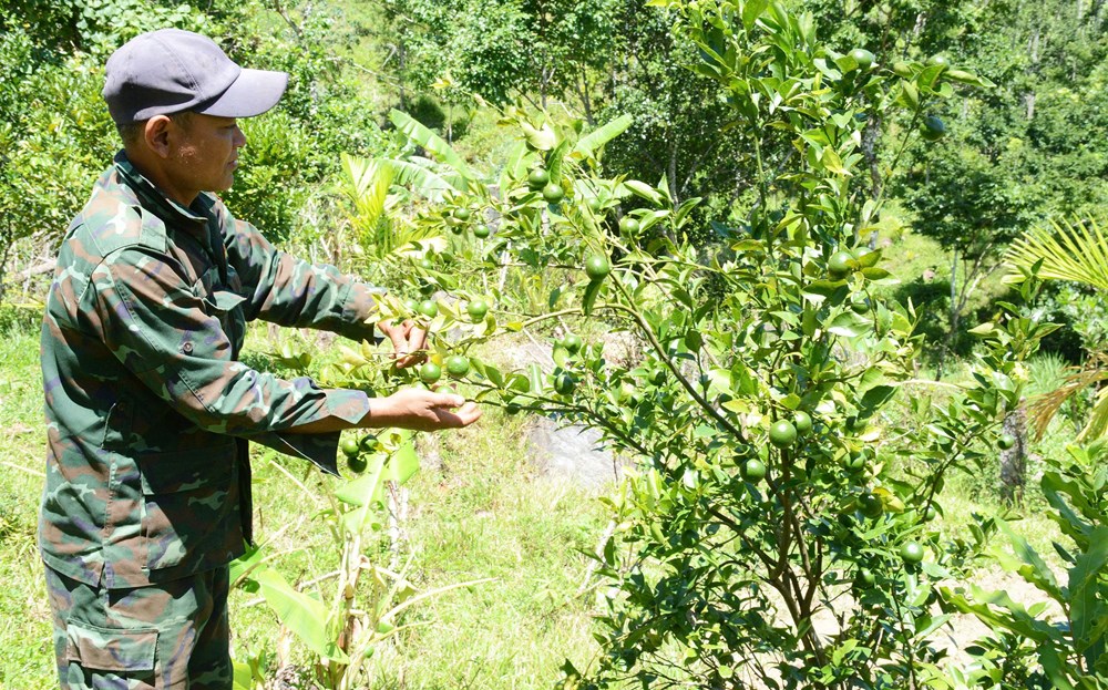 Tấm gương sáng ở xứ “ngàn cau” - ảnh 1