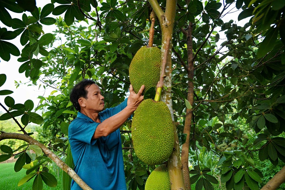 “Gieo qủa ngọt” trên vùng đất khó - ảnh 1