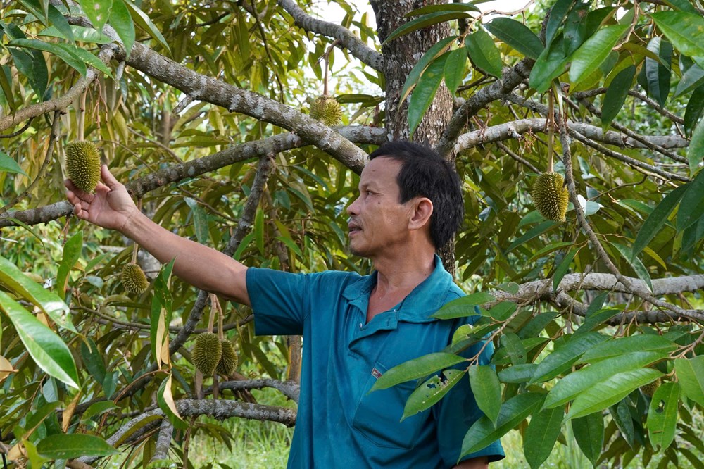 “Gieo qủa ngọt” trên vùng đất khó - ảnh 3