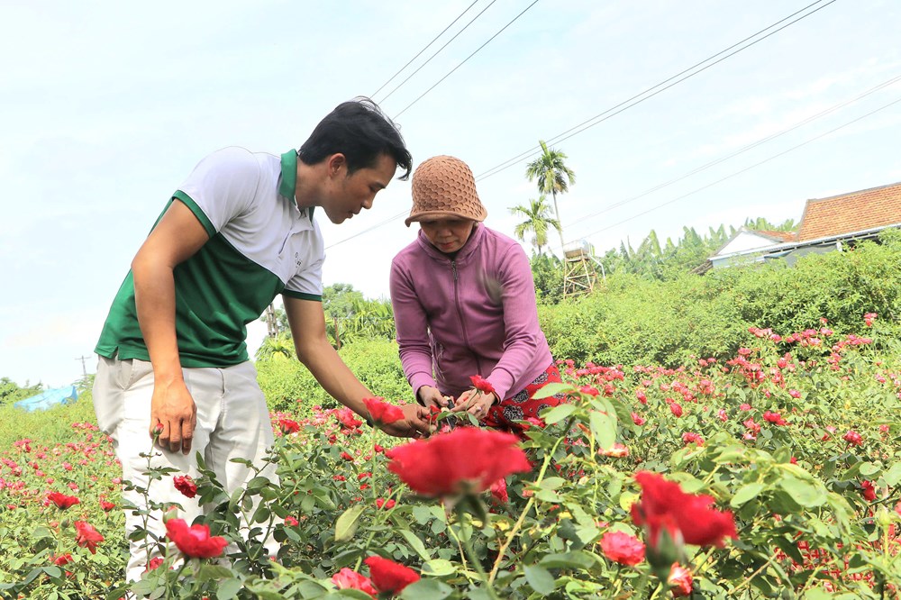 Mở ra cơ hội phát triển kinh tế từ trồng hoa hữu cơ - ảnh 1