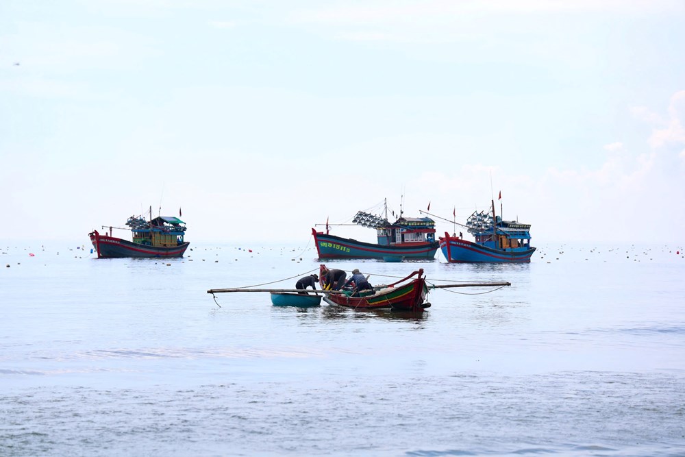 Được mùa ruốc biển, ngư dân Quảng Ngãi kiếm tiền triệu mỗi ngày - ảnh 1
