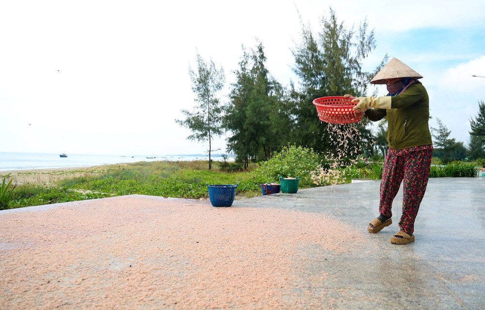 Được mùa ruốc biển, ngư dân Quảng Ngãi kiếm tiền triệu mỗi ngày - ảnh 7