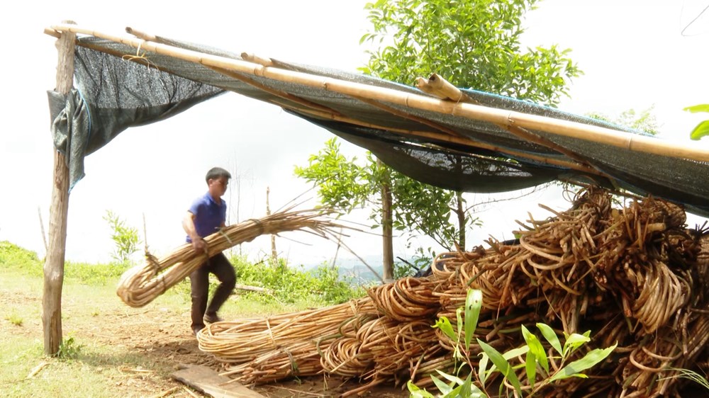 Bảo tồn và phát triển sản phẩm từ cây mây rừng - ảnh 3