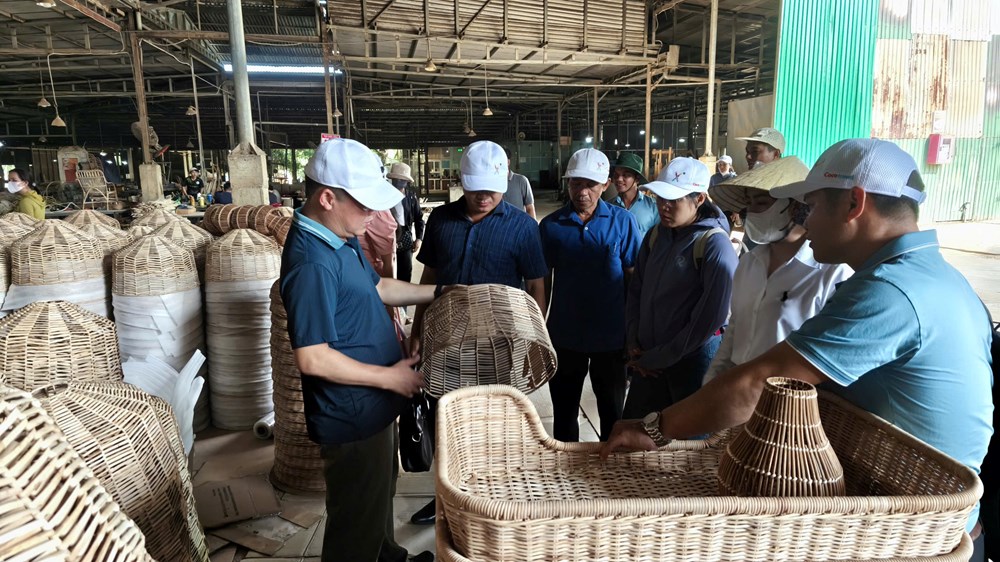 Bảo tồn và phát triển sản phẩm từ cây mây rừng - ảnh 4