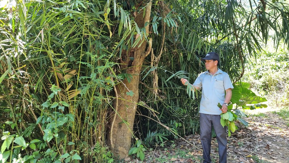 Bảo tồn và phát triển sản phẩm từ cây mây rừng - ảnh 1