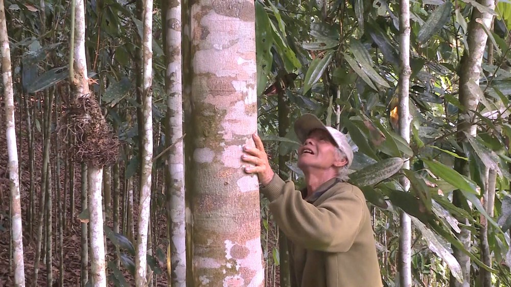 Cây “vàng xanh” giúp đồng bào Co thoát nghèo - ảnh 1