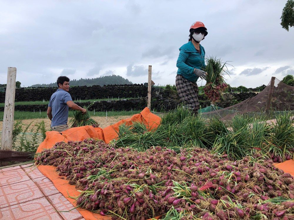 Nông dân đặc khu Lý Sơn tất bật thu hoạch hành chạy bão - ảnh 3