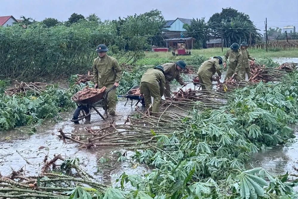 Bộ đội Biên phòng Quảng Ngãi giúp dân thu hoạch mì chạy lũ - ảnh 1