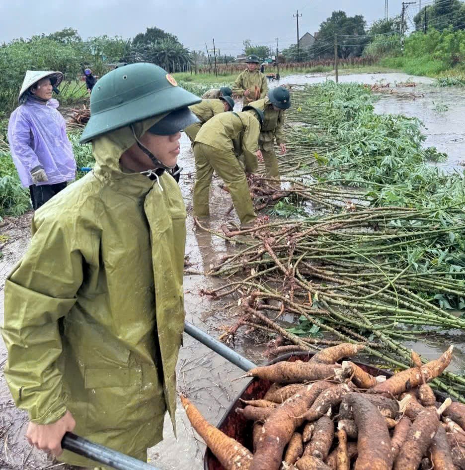 Bộ đội Biên phòng Quảng Ngãi giúp dân thu hoạch mì chạy lũ - ảnh 3