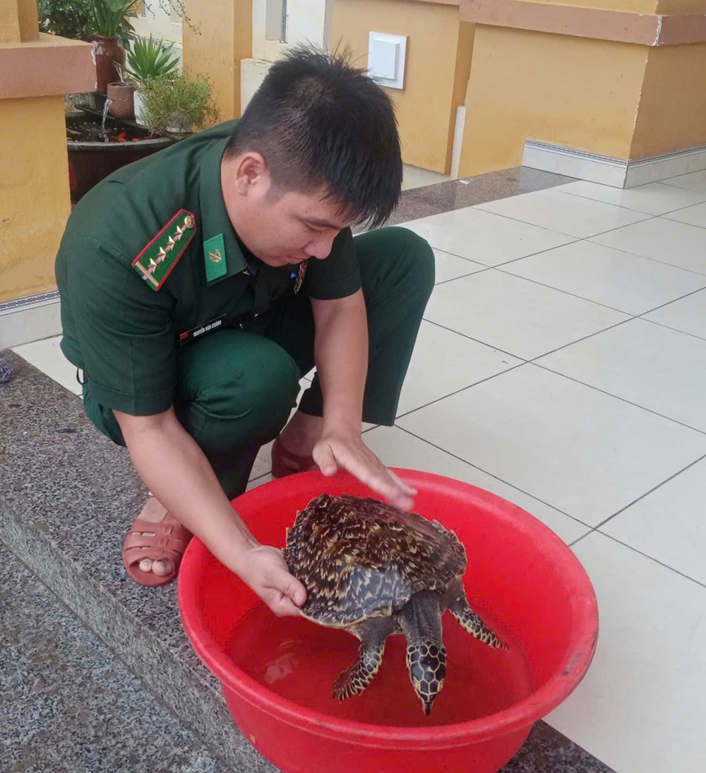 Thả cá thể rùa quý hiếm về biển - ảnh 1