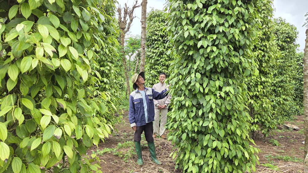 Chi hội trưởng nông dân năng động, làm kinh tế giỏi - ảnh 1