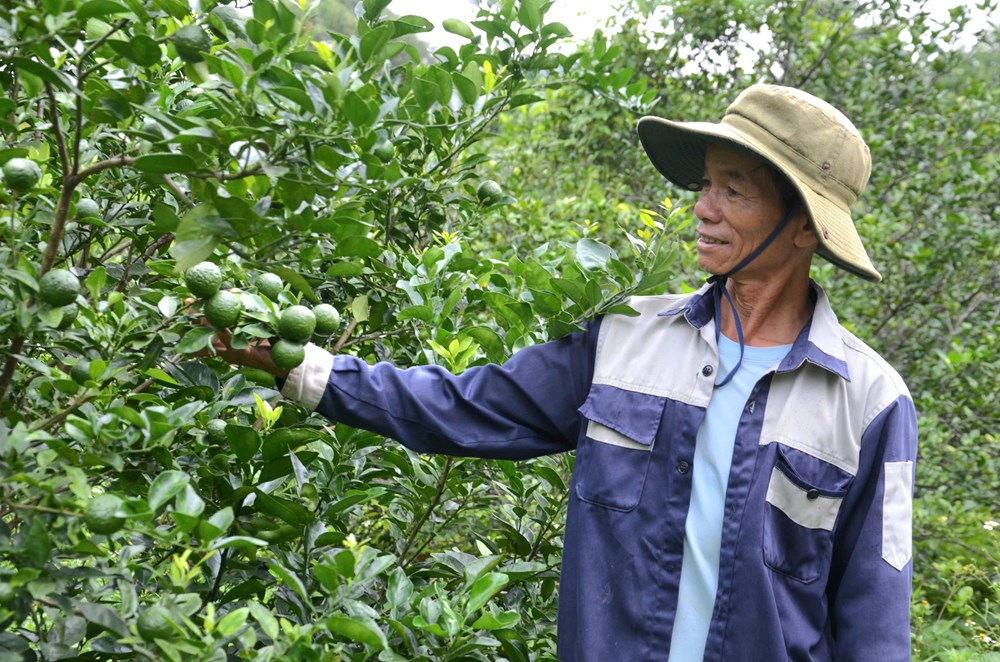 Chi hội trưởng nông dân năng động, làm kinh tế giỏi - ảnh 4