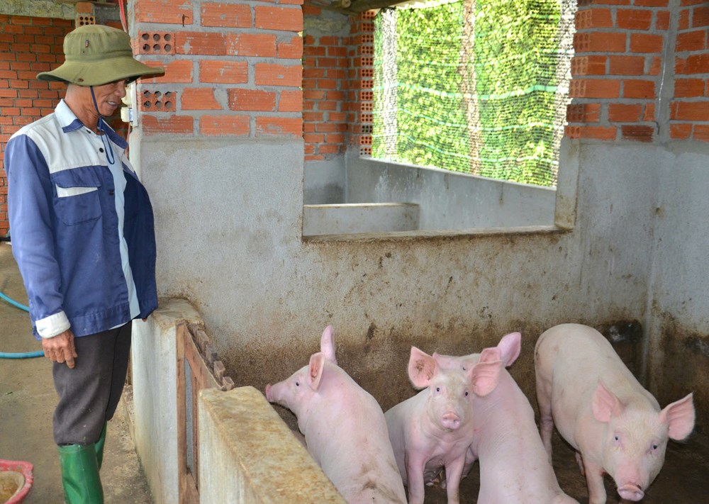 Chi hội trưởng nông dân năng động, làm kinh tế giỏi - ảnh 5