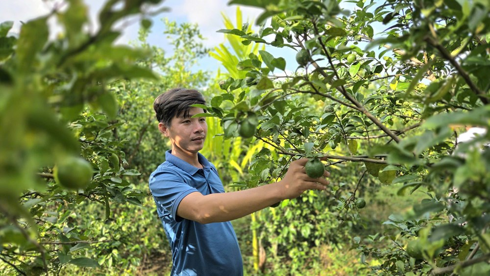 Trồng chanh tứ quý - Hướng đi mới của nông dân xã Mộ Đức - ảnh 6