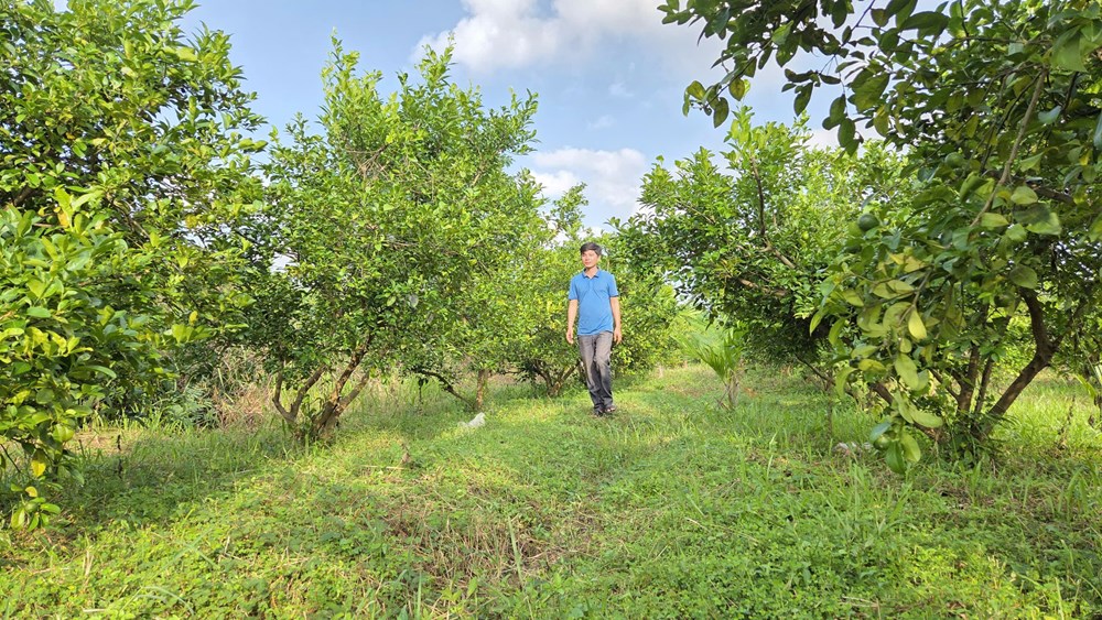 Trồng chanh tứ quý - Hướng đi mới của nông dân xã Mộ Đức - ảnh 1