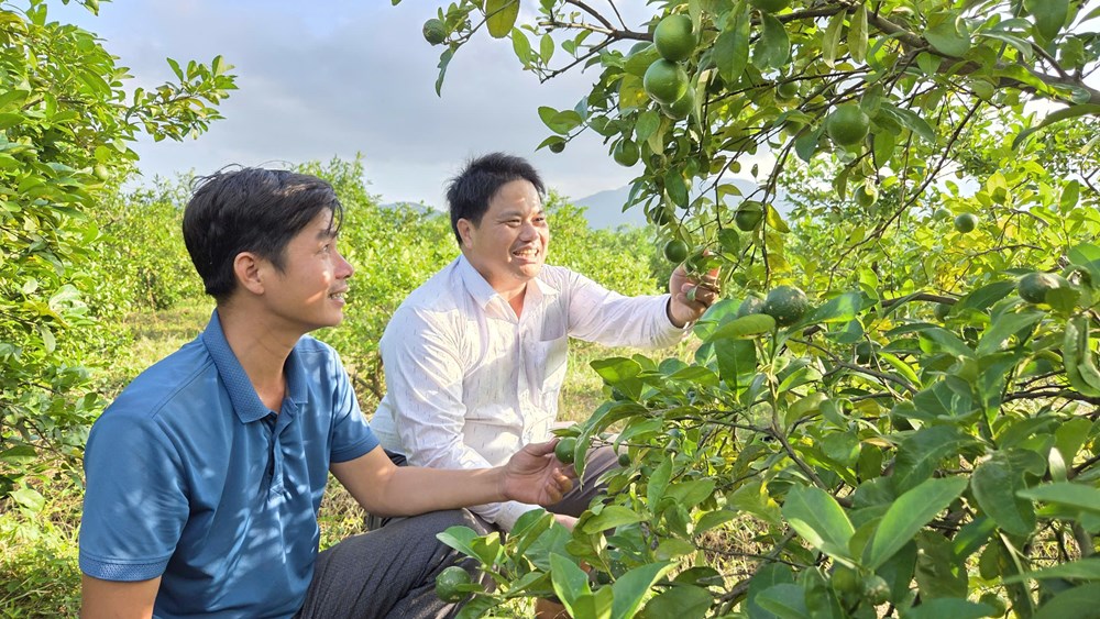 Trồng chanh tứ quý - Hướng đi mới của nông dân xã Mộ Đức - ảnh 3