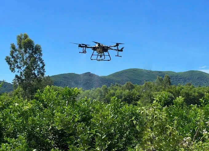 Trồng chanh tứ quý - Hướng đi mới của nông dân xã Mộ Đức - ảnh 5