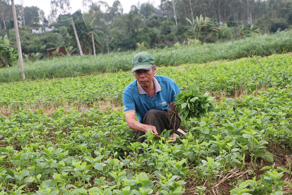 Khôi phục sản xuất nông nghiệp sau mưa, lũ - ảnh 3