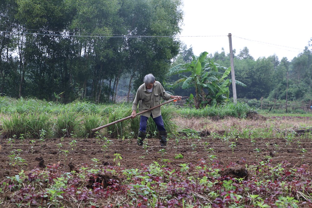 Khôi phục sản xuất nông nghiệp sau mưa, lũ - ảnh 1