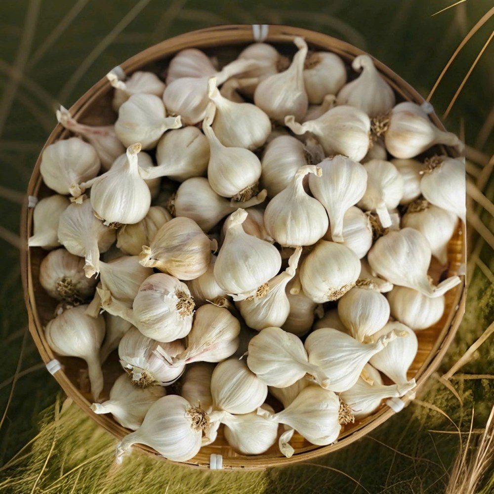 Nâng cao giá trị đặc sản tỏi Lý Sơn - ảnh 5