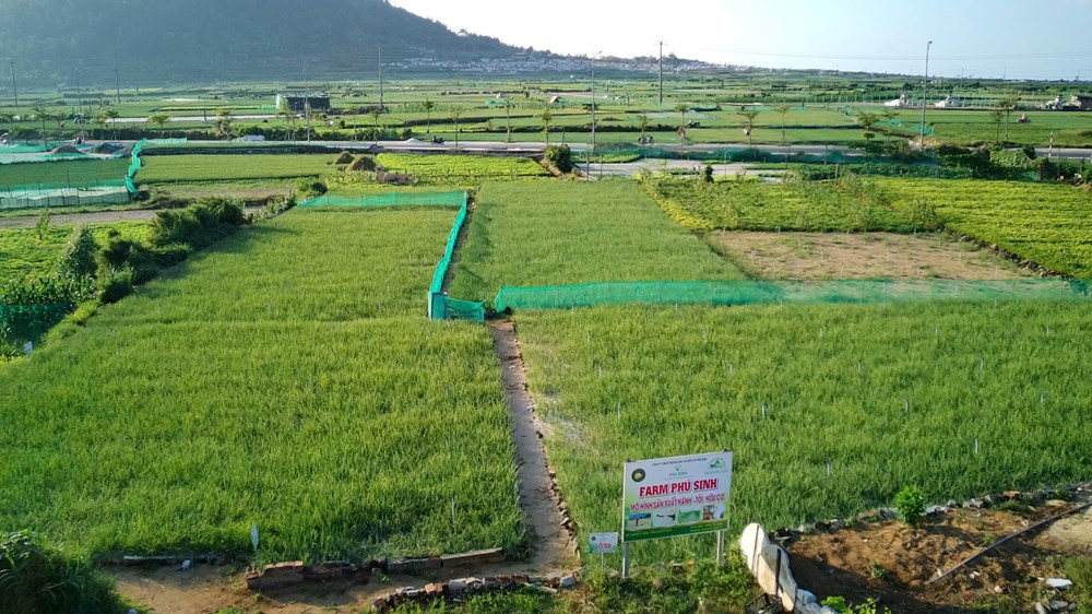 Nâng cao giá trị đặc sản tỏi Lý Sơn - ảnh 1