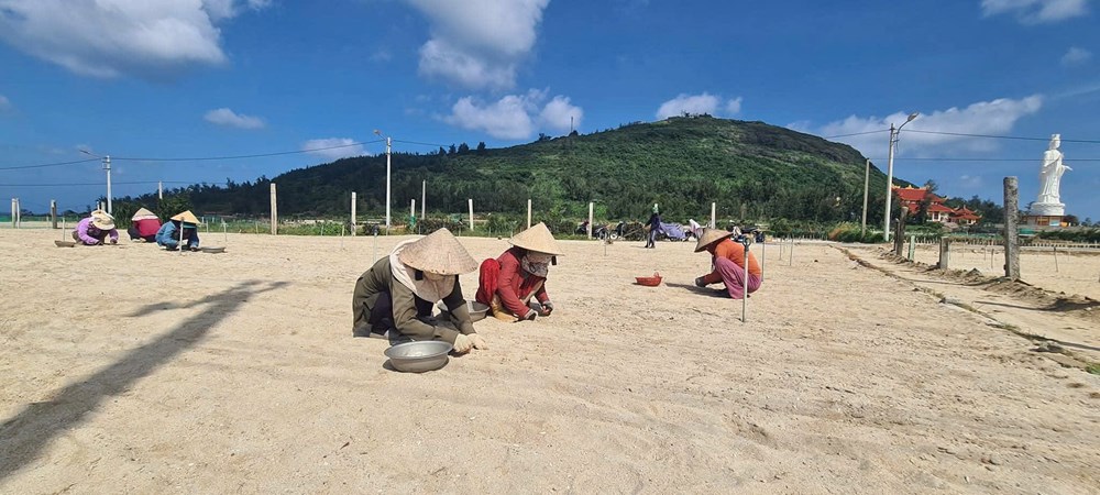 Nâng cao giá trị đặc sản tỏi Lý Sơn - ảnh 3