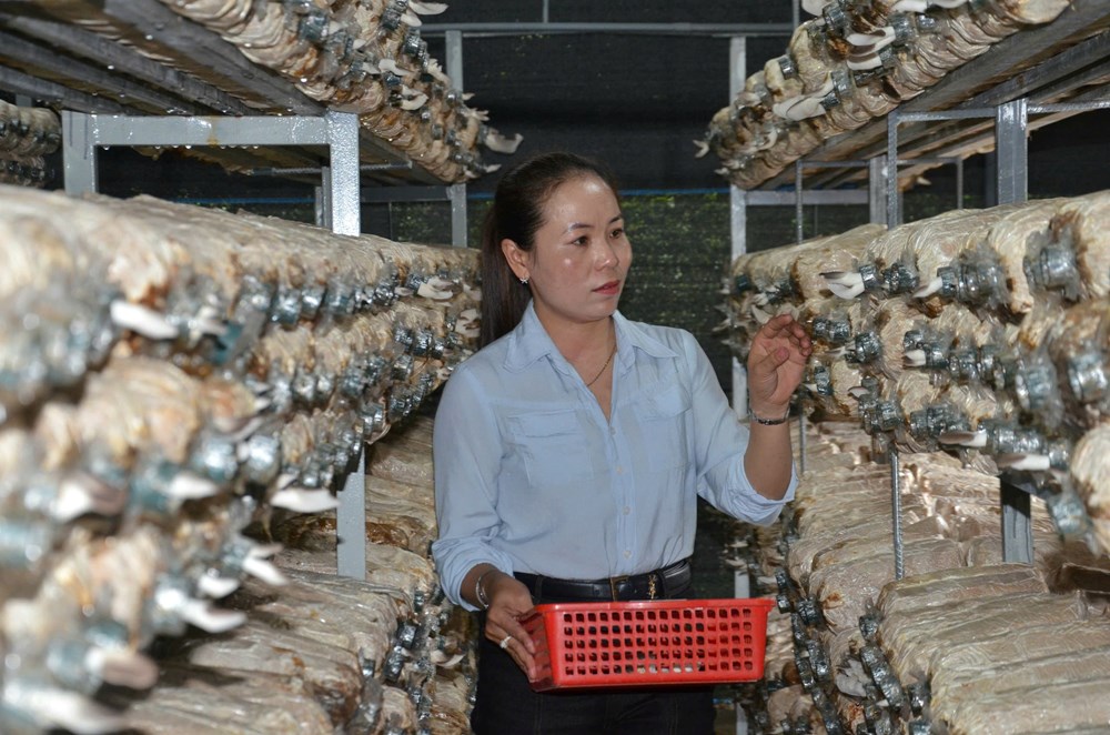 Phát triển kinh tế gia đình từ mô hình trồng nấm bào ngư xám  - ảnh 1