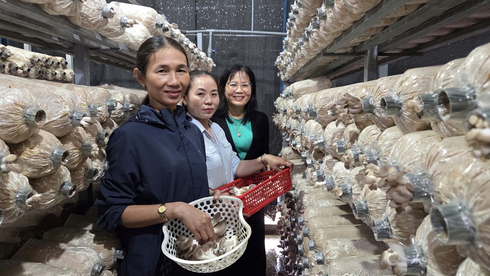 Phát triển kinh tế gia đình từ mô hình trồng nấm bào ngư xám  - ảnh 4