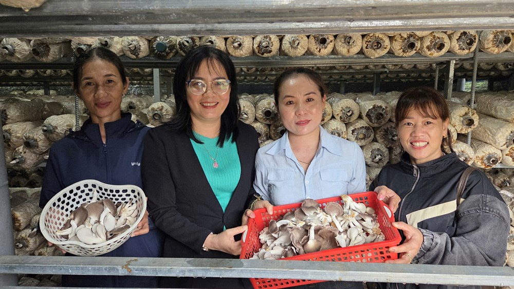 Phát triển kinh tế gia đình từ mô hình trồng nấm bào ngư xám  - ảnh 5