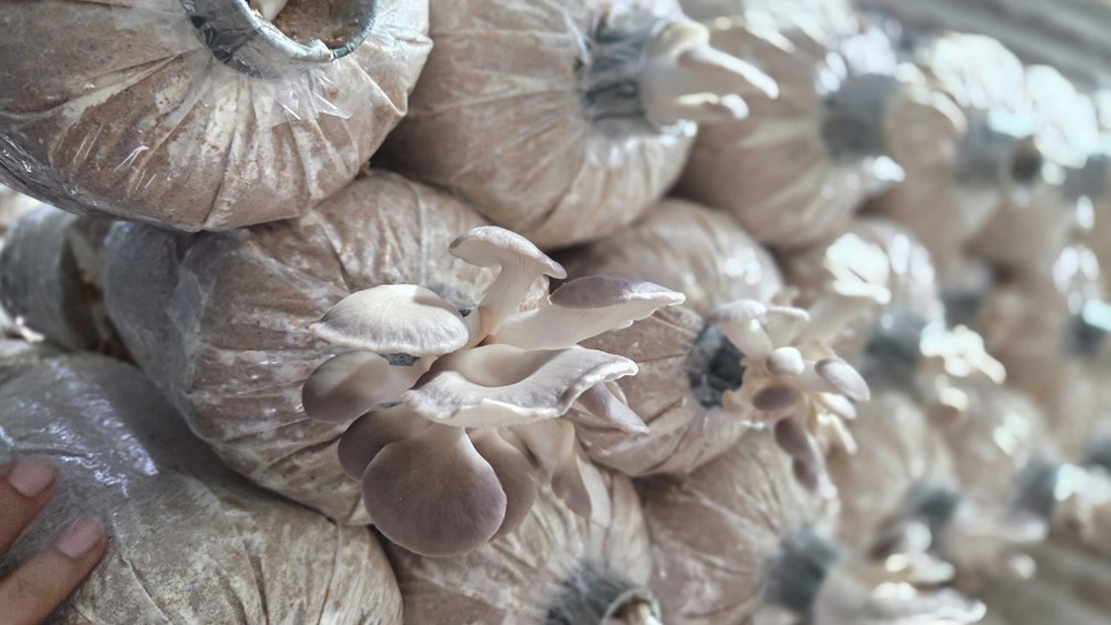 Phát triển kinh tế gia đình từ mô hình trồng nấm bào ngư xám  - ảnh 3