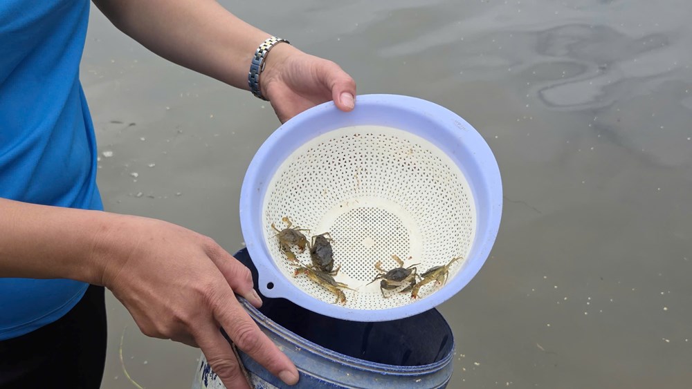 Phụ nữ nông thôn Vạn Tường năng động làm kinh tế - ảnh 3