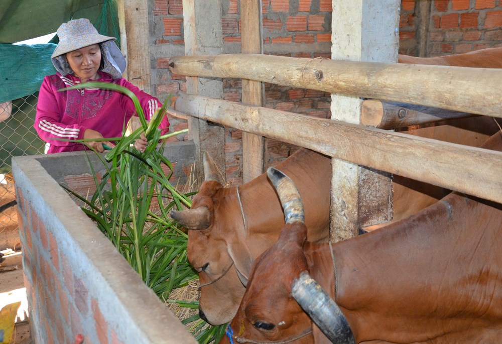 Hỗ trợ nhà ở, sinh kế giúp người nghèo phát triển sản xuất - ảnh 6