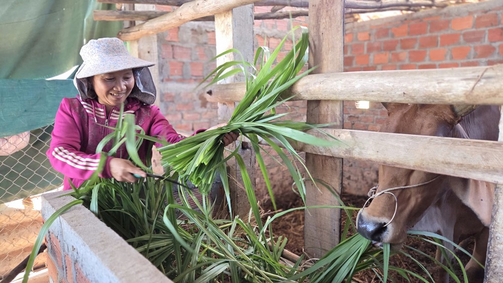 Xã Mộ Đức đẩy mạnh công tác giảm nghèo bền vững - ảnh 1