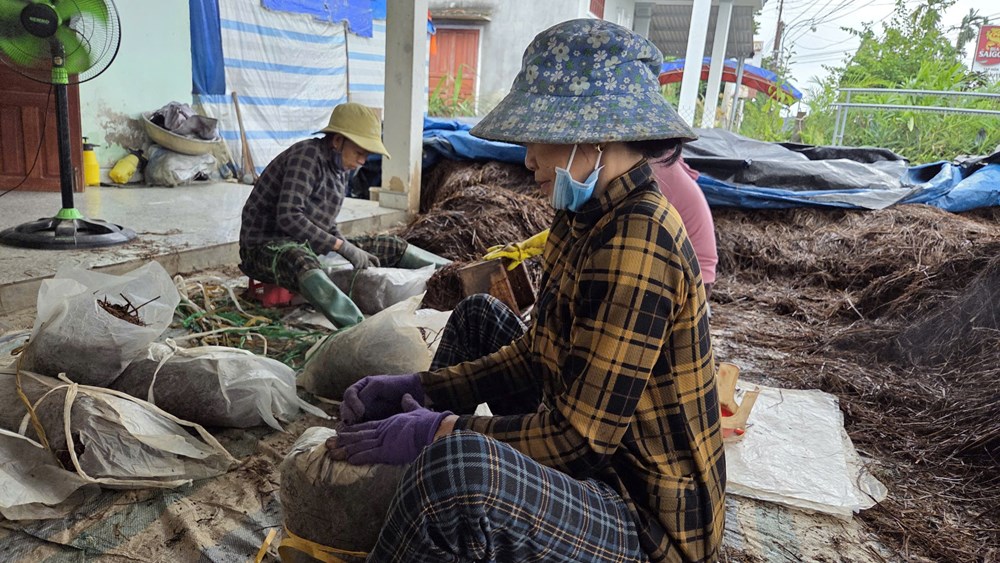 Nông dân Mộ Đức gắn bó với nghề trồng nấm rơm - ảnh 5