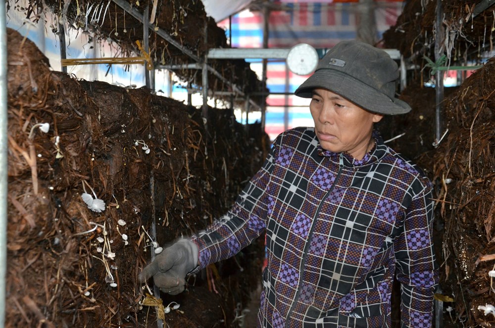 Nông dân Mộ Đức gắn bó với nghề trồng nấm rơm - ảnh 1