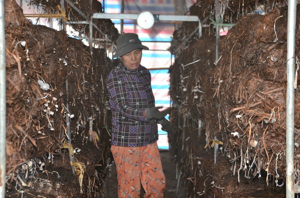 Nông dân Mộ Đức gắn bó với nghề trồng nấm rơm - ảnh 2