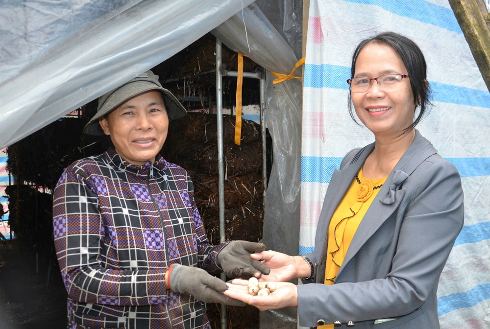 Nông dân Mộ Đức gắn bó với nghề trồng nấm rơm - ảnh 6