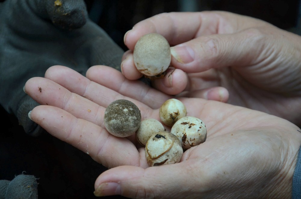 Nông dân Mộ Đức gắn bó với nghề trồng nấm rơm - ảnh 3