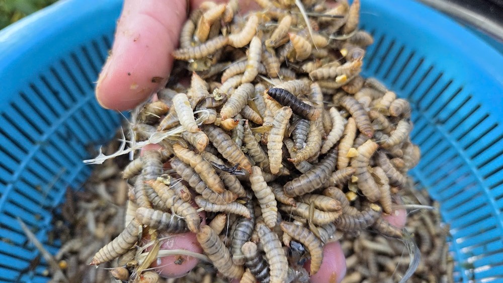 Nuôi gà ác tuần hoàn bằng sâu canxi - ảnh 3