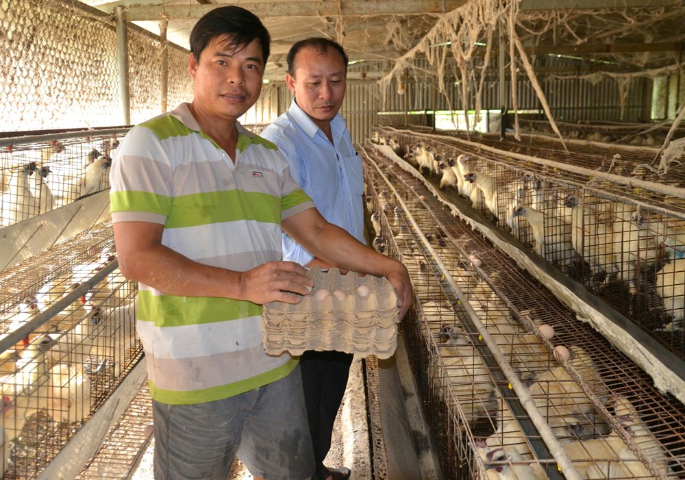 Nuôi gà ác tuần hoàn bằng sâu canxi - ảnh 4