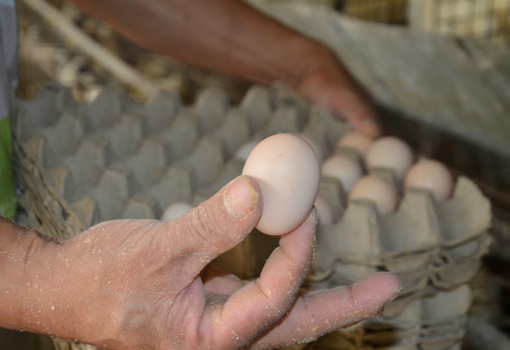 Nuôi gà ác tuần hoàn bằng sâu canxi - ảnh 5