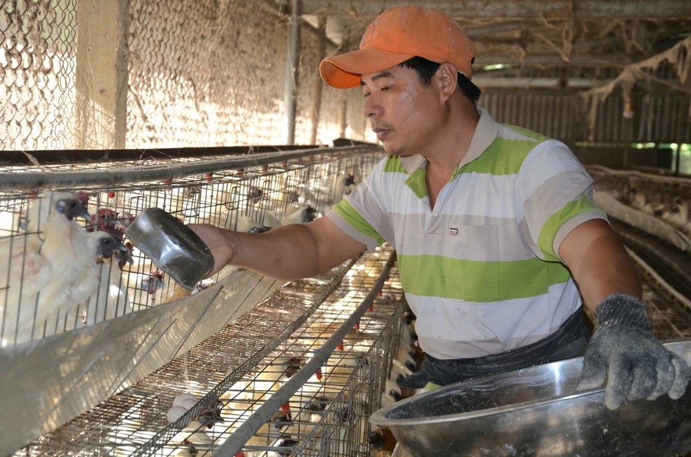 Nuôi gà ác tuần hoàn bằng sâu canxi - ảnh 1