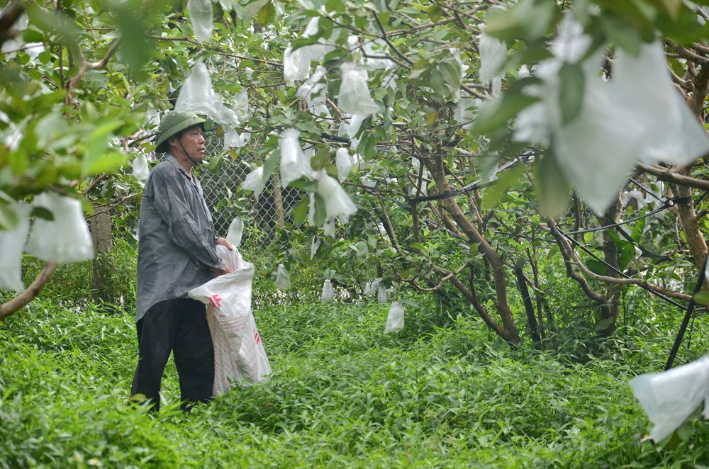 Mộ Đức nỗ lực giảm nghèo sau khi thực hiện chính quyền địa phương 2 cấp - ảnh 3