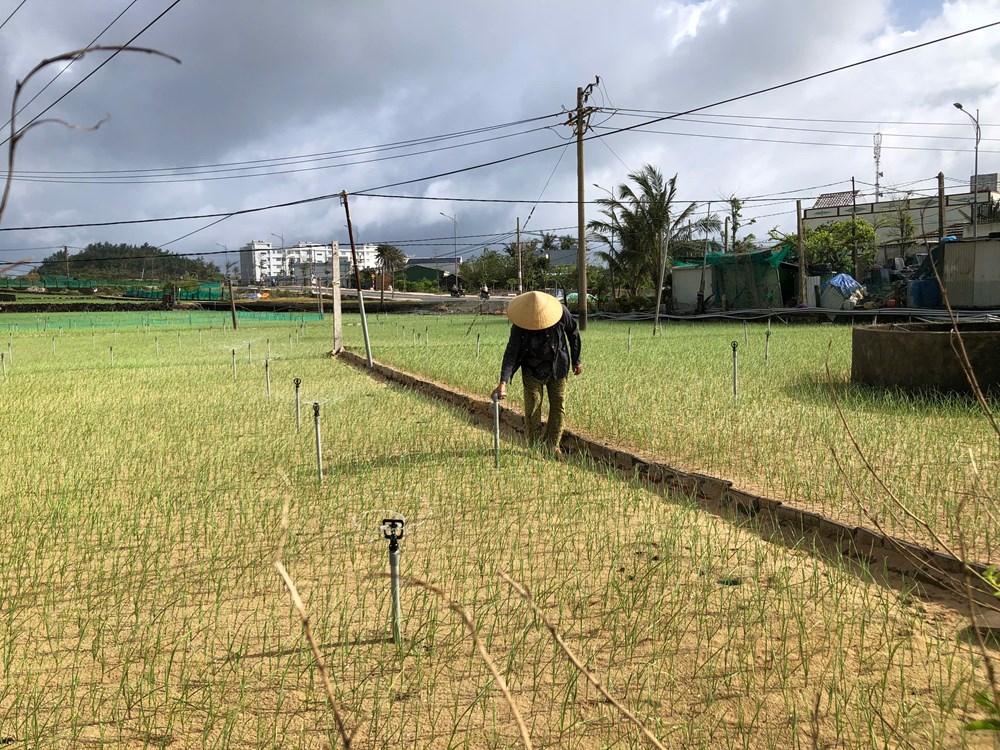 Lý Sơn linh hoạt đưa điện ra đồng - quyết sách hiệu quả giúp người dân vượt khó - ảnh 5
