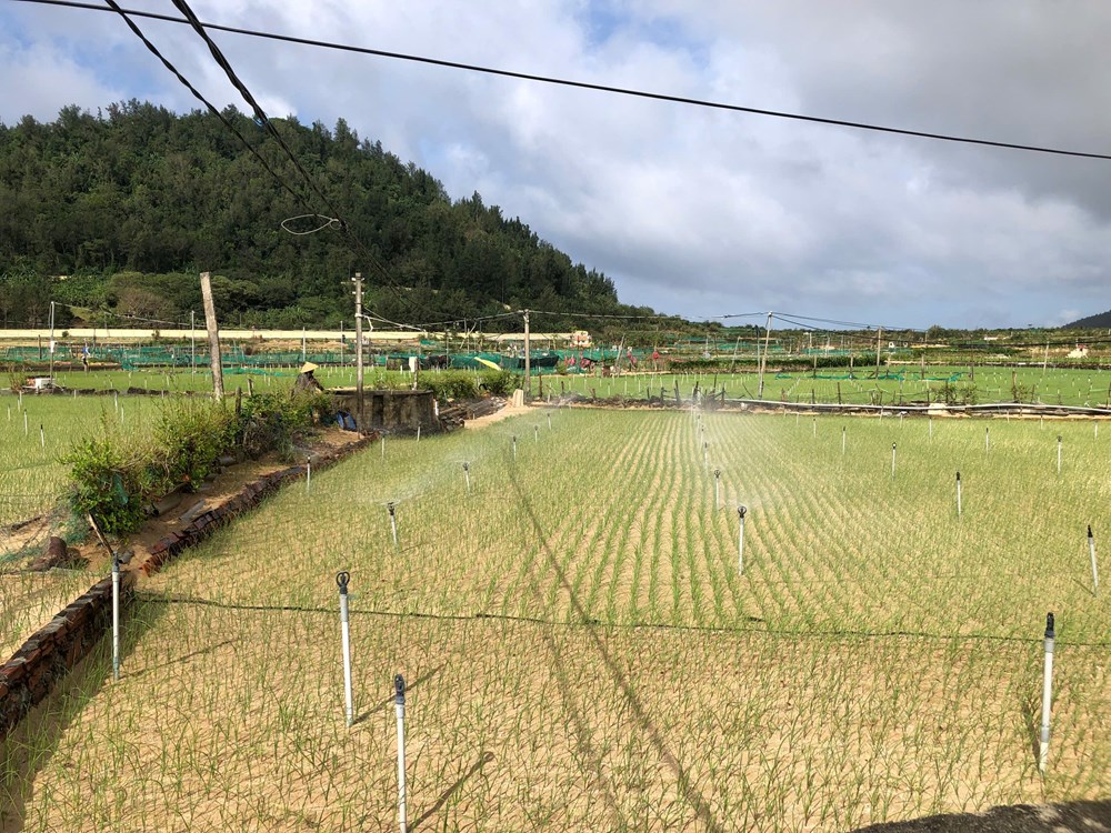 Lý Sơn linh hoạt đưa điện ra đồng - quyết sách hiệu quả giúp người dân vượt khó - ảnh 4